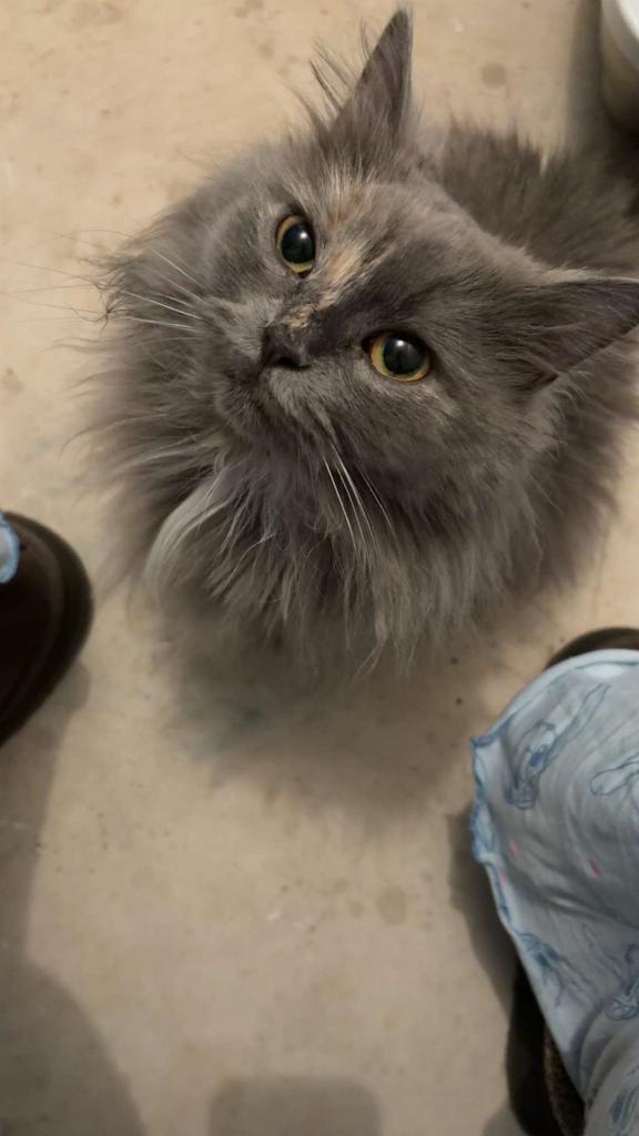 Britse langhaar poes, Poes, Ingeënt