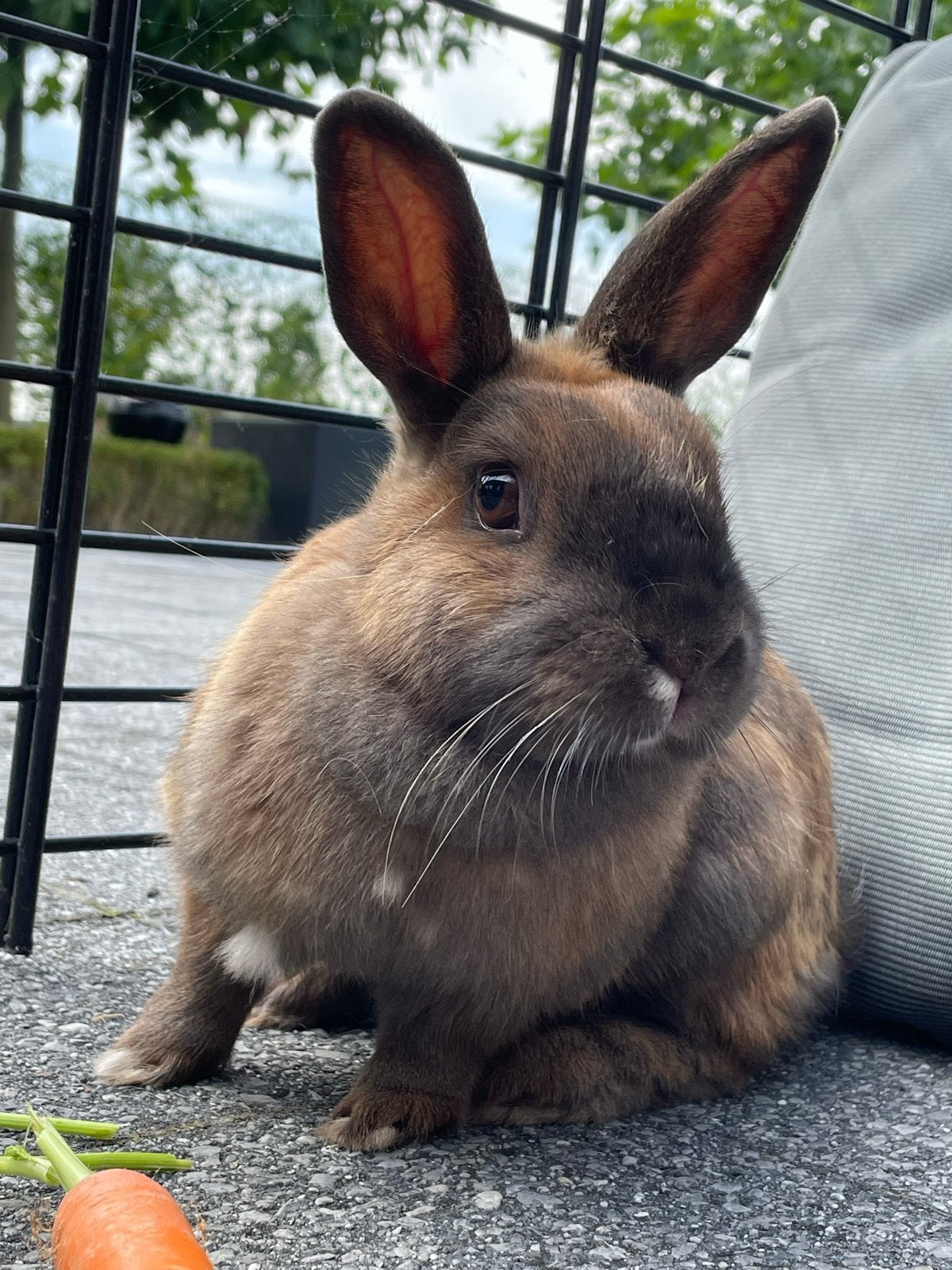 Lief bruin konijn, Dieren en Toebehoren, Vrouwelijk, Dwerg, 6 tot 8 jaar