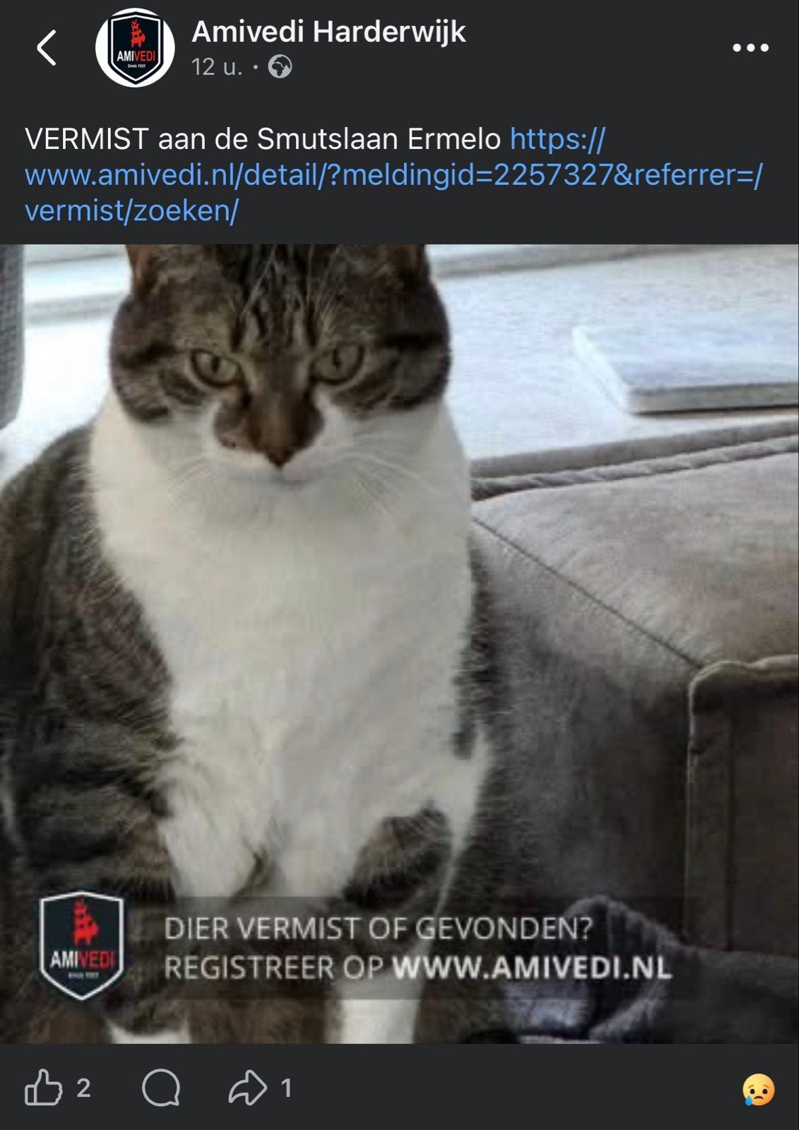 Vermist (gecastreerde) kater Ermelo, Kat