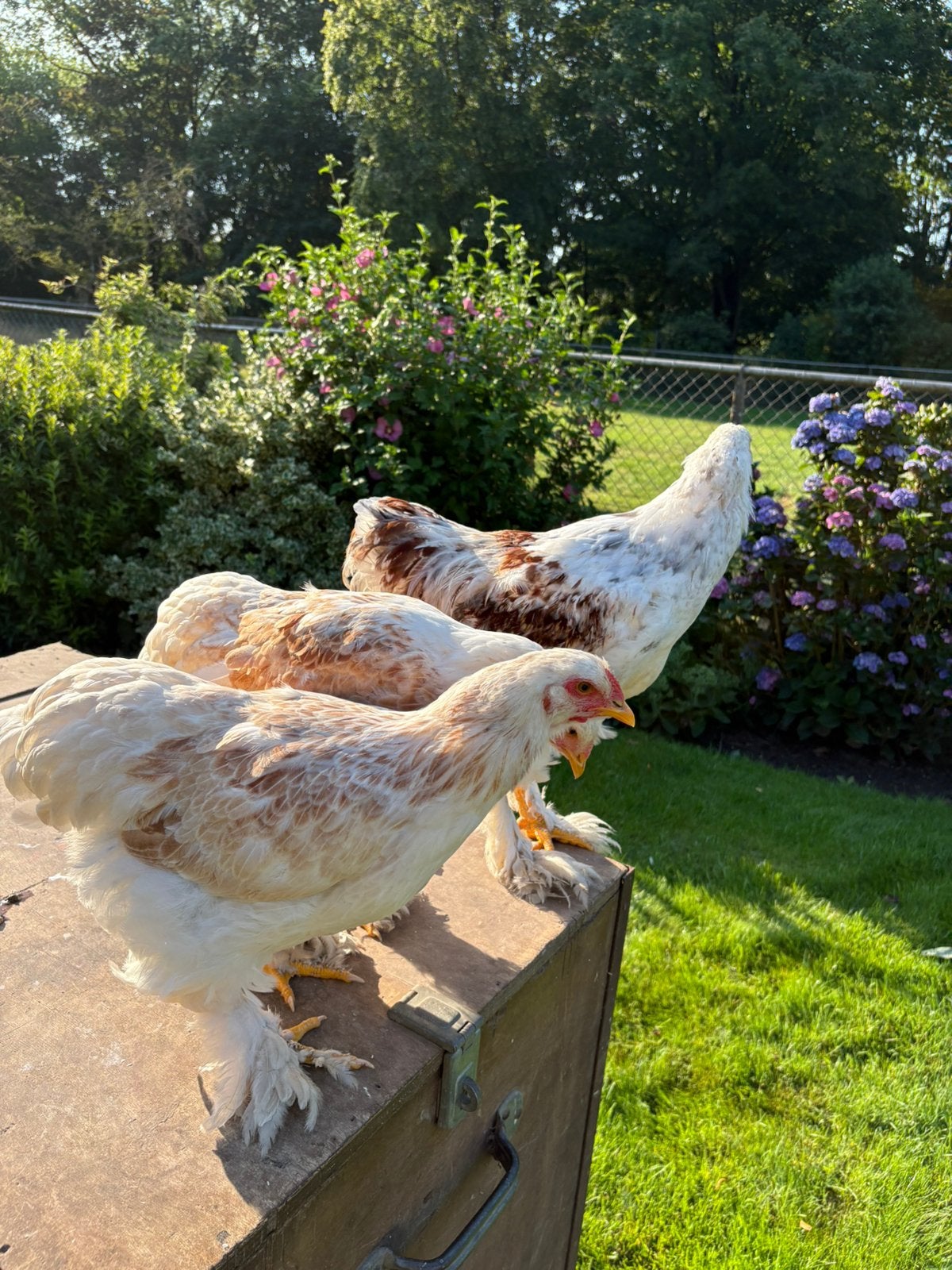 Brahma splash trio, Meerdere dieren, Kip