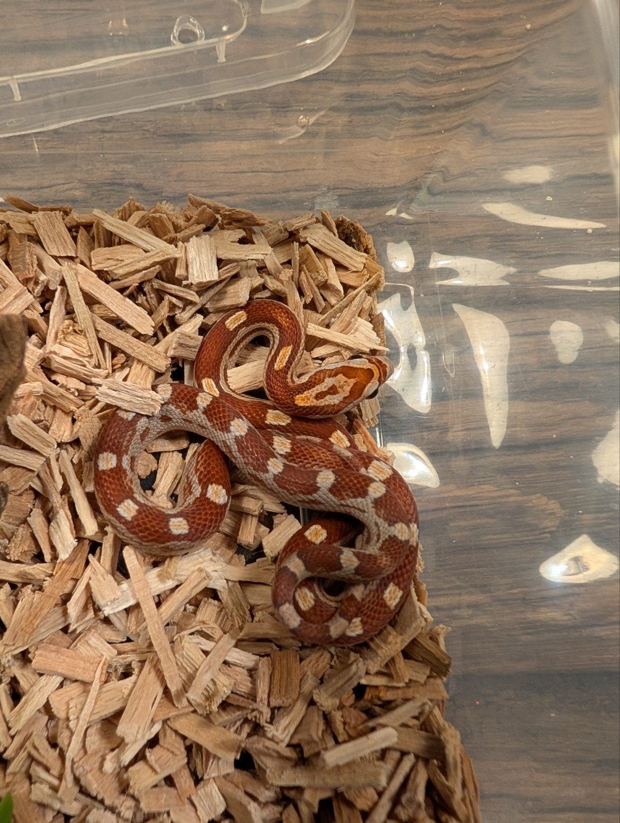 Super mooie korenslangen (genen bommetjes) Corn Snake photo 4