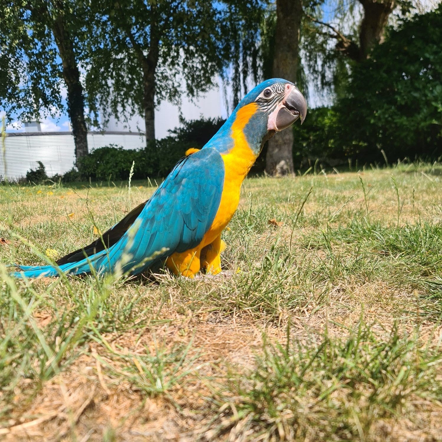 blauwkeel ara met grote kooi en toebehoren., Dieren en Toebehoren, Vrouwelijk, Papegaai, Pratend