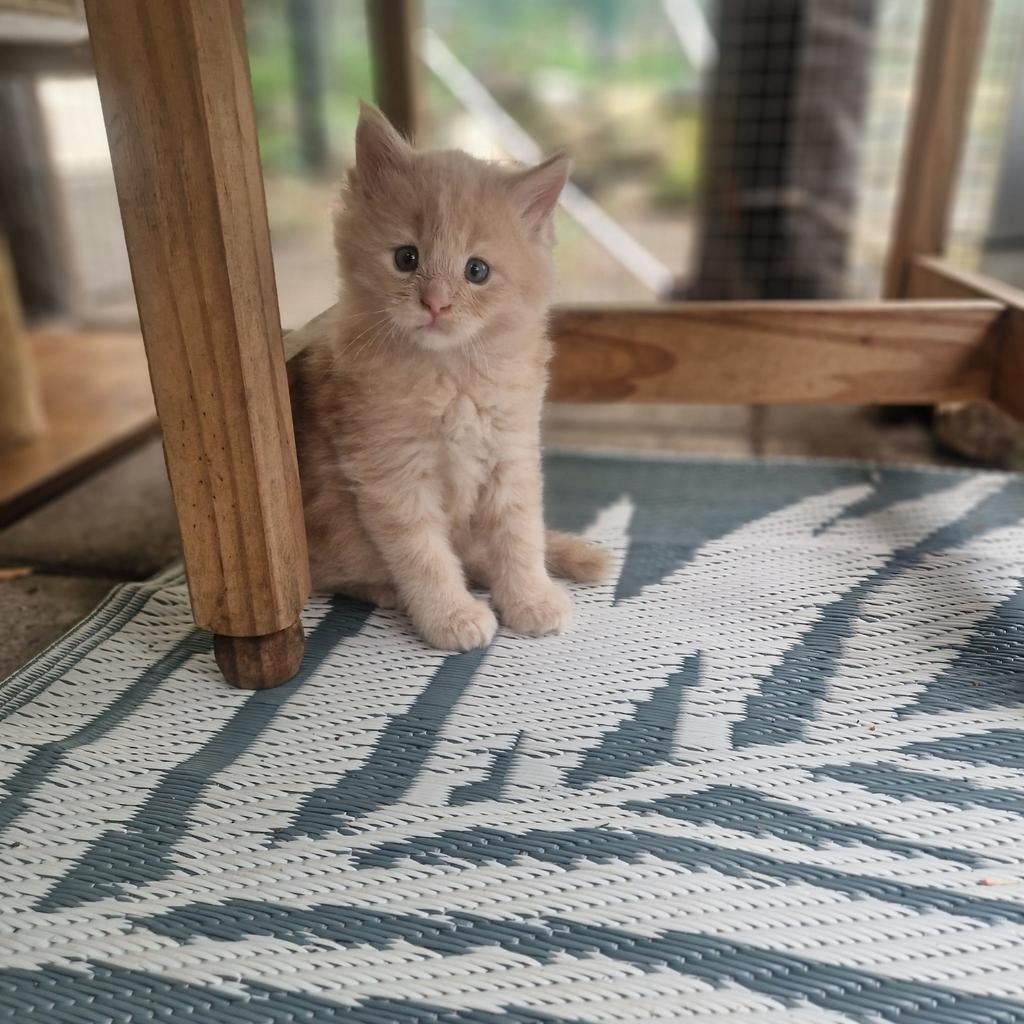 Maine coon kittens., Meerdere dieren, Ontwormd