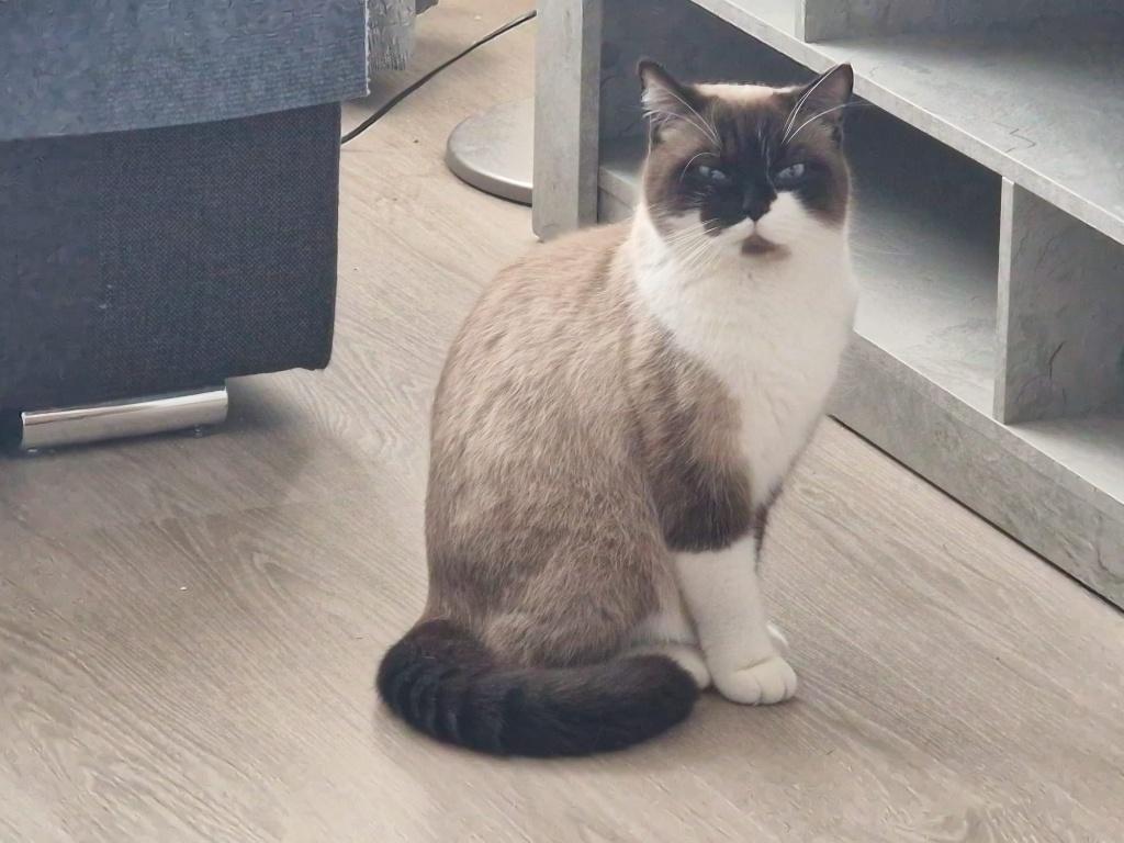 Lieve aanhankelijke kat van 2,5 jaar zoekt een nieuw thuis, Dieren en Toebehoren, Katten en Kittens | Raskatten | Korthaar, Kater