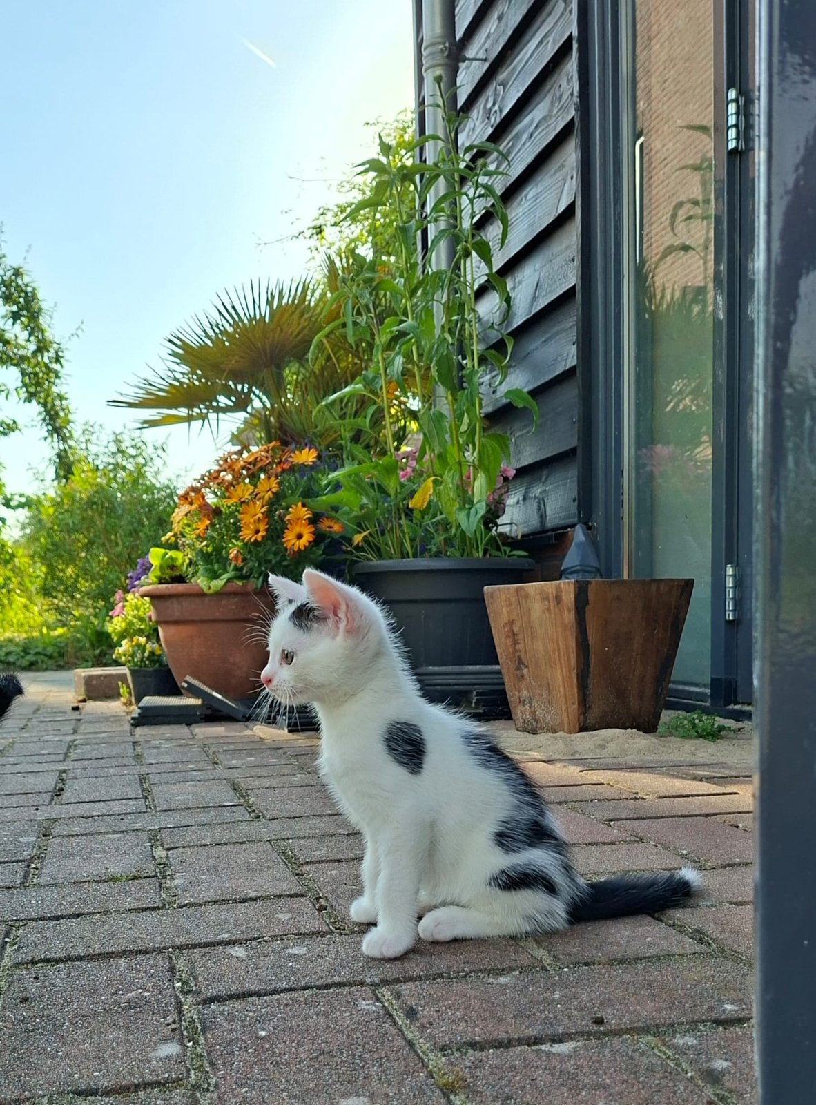 Kitten te koop, Meerdere dieren, 0 tot 2 jaar