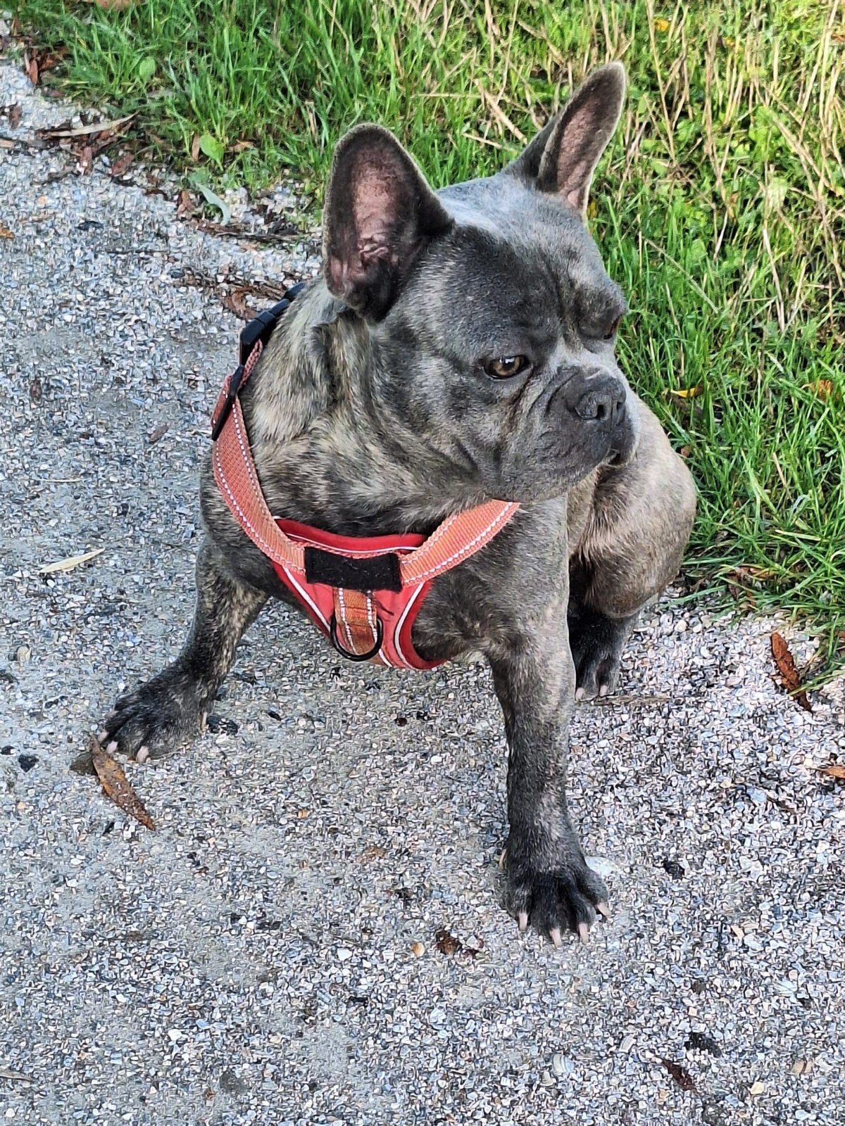 franse bulldog dekreu rico vn de hoeve 100% goedgekeurd, Dieren en Toebehoren, Reu, 1 tot 2 jaar, CDV (hondenziekte), Eén hond