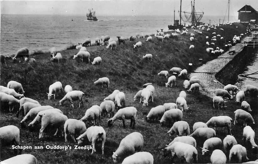 377-662-019 Ouddorp Zeedijk Schapen, Verzamelen, Ansichtkaarten | Nederland, Verzenden, Voor 1920, Zuid-Holland