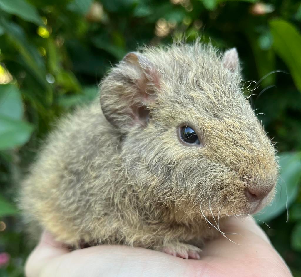 Rex cavia beertje: lemonagouti met crème buikje, Dieren en Toebehoren, Knaagdieren, Cavia, April, Mannelijk, Tam