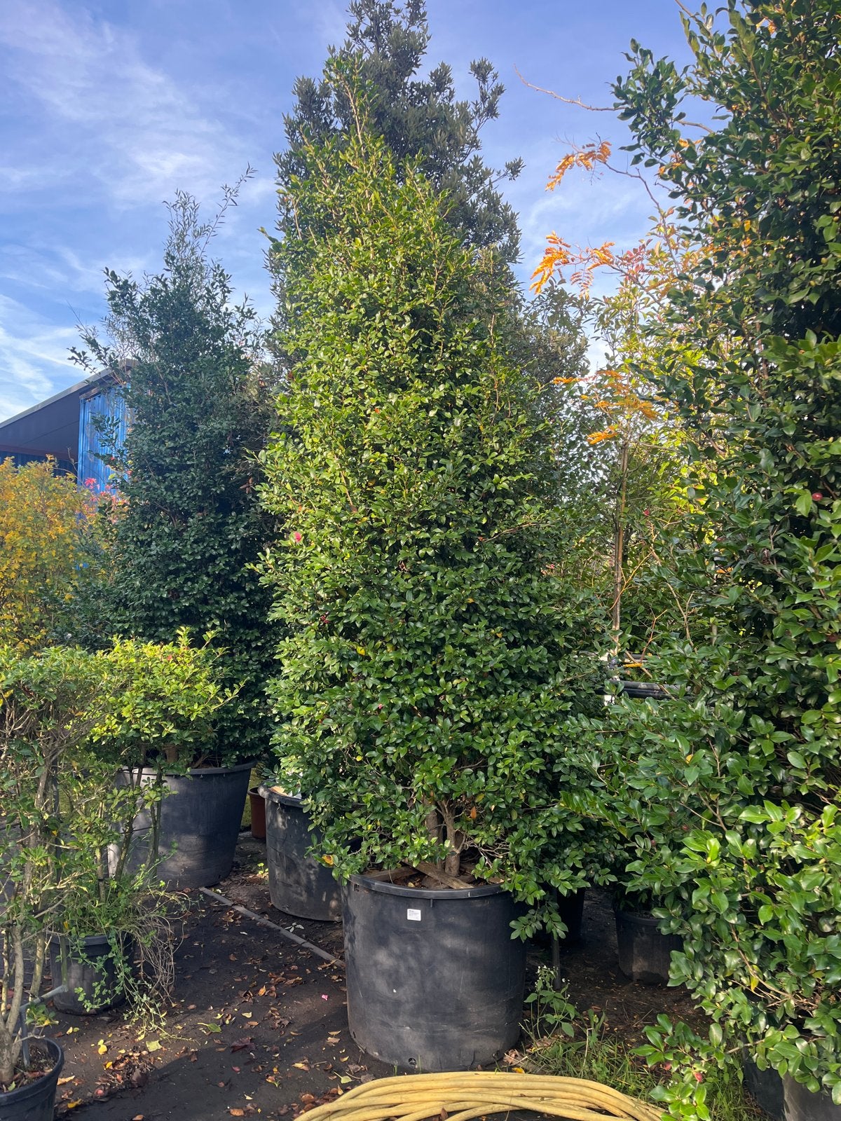 Camellia Sasanqua - Geurende Theeplant, Overige soorten, Volle zon, Vaste plant, Ophalen of Verzenden