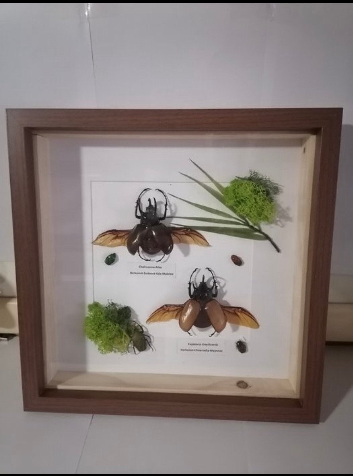 Ingelijste kevers - Taxidermie insecten, Ophalen of Verzenden, Gebruikt, Insect, Opgezet dier