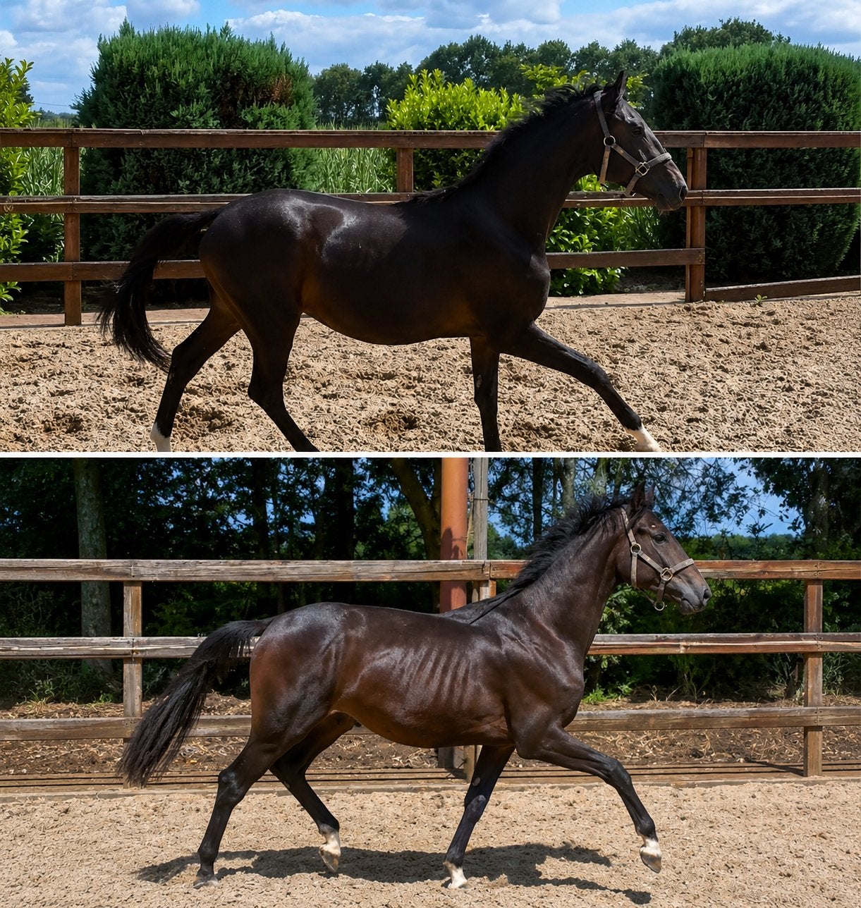 2,5 jarige fürstenball x Sir donnerhall 1deze week ophalen, Met stamboom, Dressuurpaard, 0 tot 2 jaar, Hengst