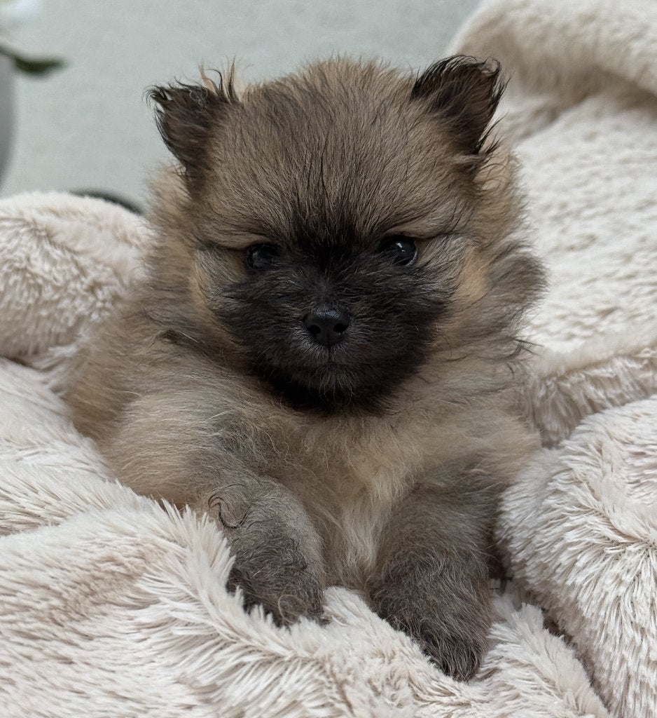 DWERGKEES/POMERIAAN PUPS MET FCI STAMBOOM, Keeshond, CDV (hondenziekte), 8 tot 15 weken, Meerdere