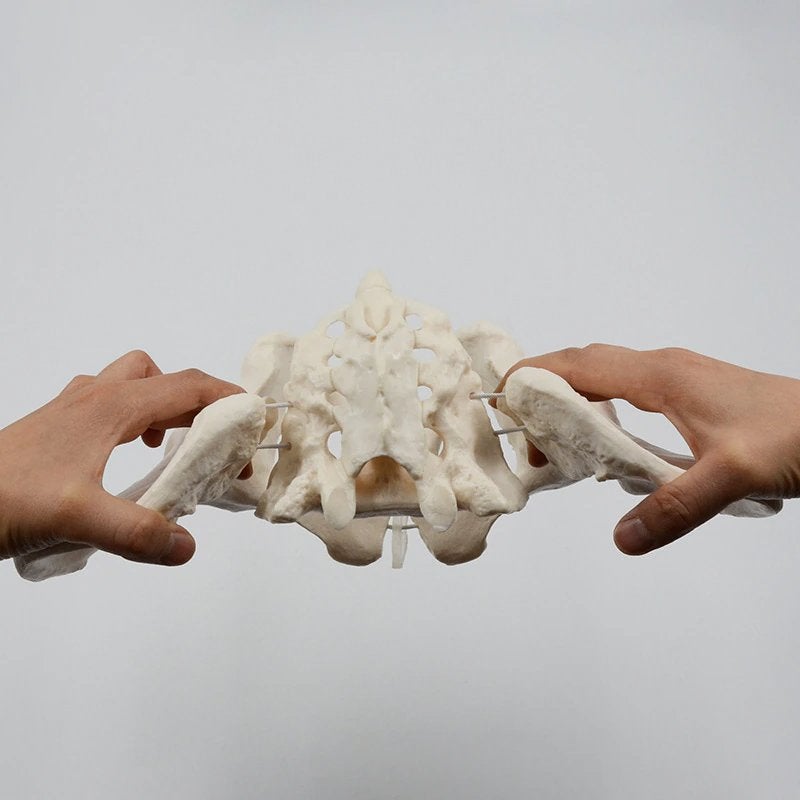 Vrouwelijke Bekken Menselijk Anatomie Model / School Medisch, Verzenden, Nieuw
