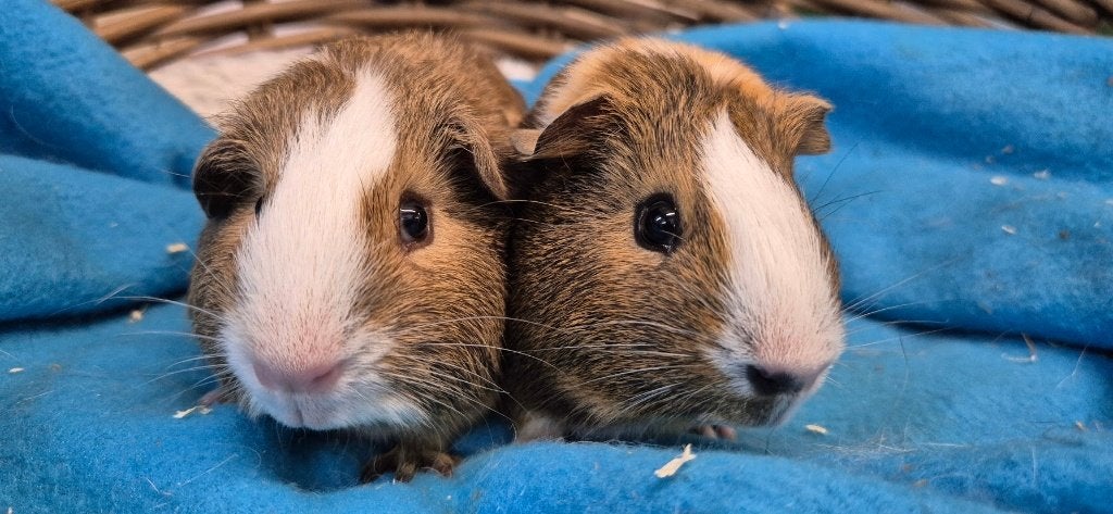 Caviakoppel ROE & REX uit de opvang zoeken een tehuis, Dieren en Toebehoren, Knaagdieren, Meerdere dieren, Cavia, Mei