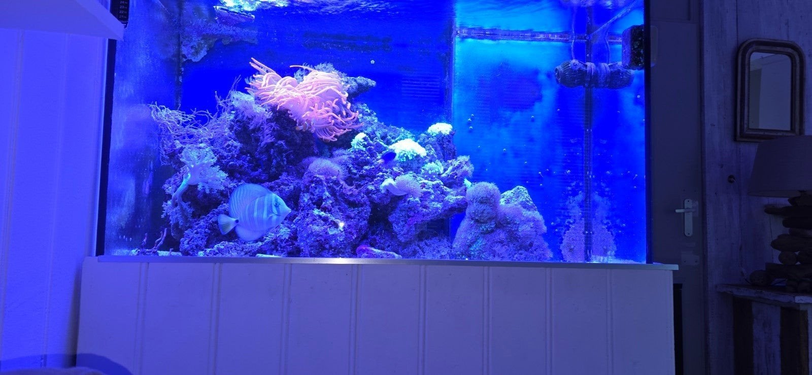 Compleet zeeaquarium, Dieren en Toebehoren, Vissen | Aquaria en Toebehoren, Ophalen
