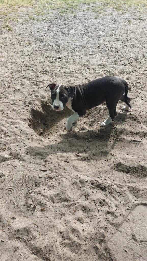 Amerikaanse stafford pups, 8 tot 15 weken, American Staffordshire Terriër, Parvo, Meerdere