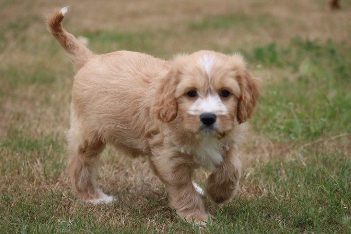 Leuke kruising Cavalier King Charles spaniel X Boomer pups, Nederland, Parvo, Overige rassen, 8 tot 15 weken