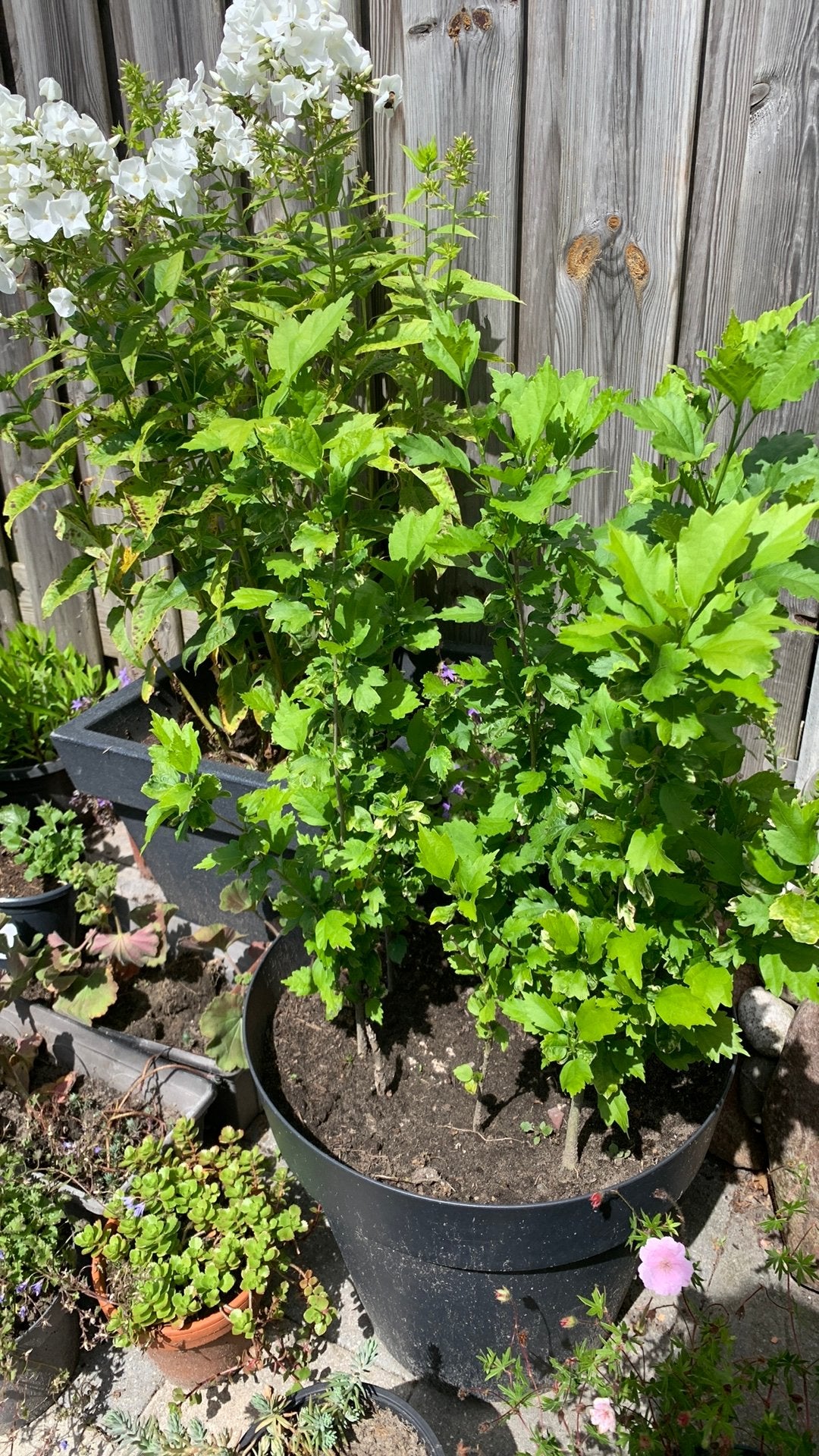 Hibiskus boom strukt per stuk €5, Tuin en Terras, Planten | Struiken en Hagen, Ophalen of Verzenden, Overige soorten, Minder dan 100 cm