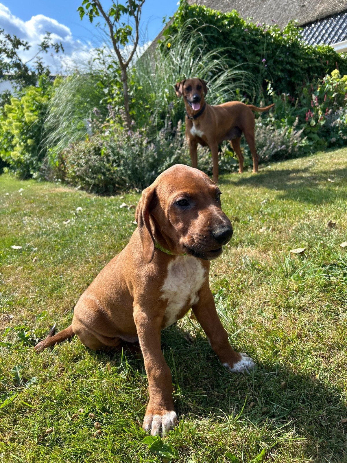 Rhodesian ridgeback puppy's, Reu, 8 tot 15 weken, Meerdere, Nederland