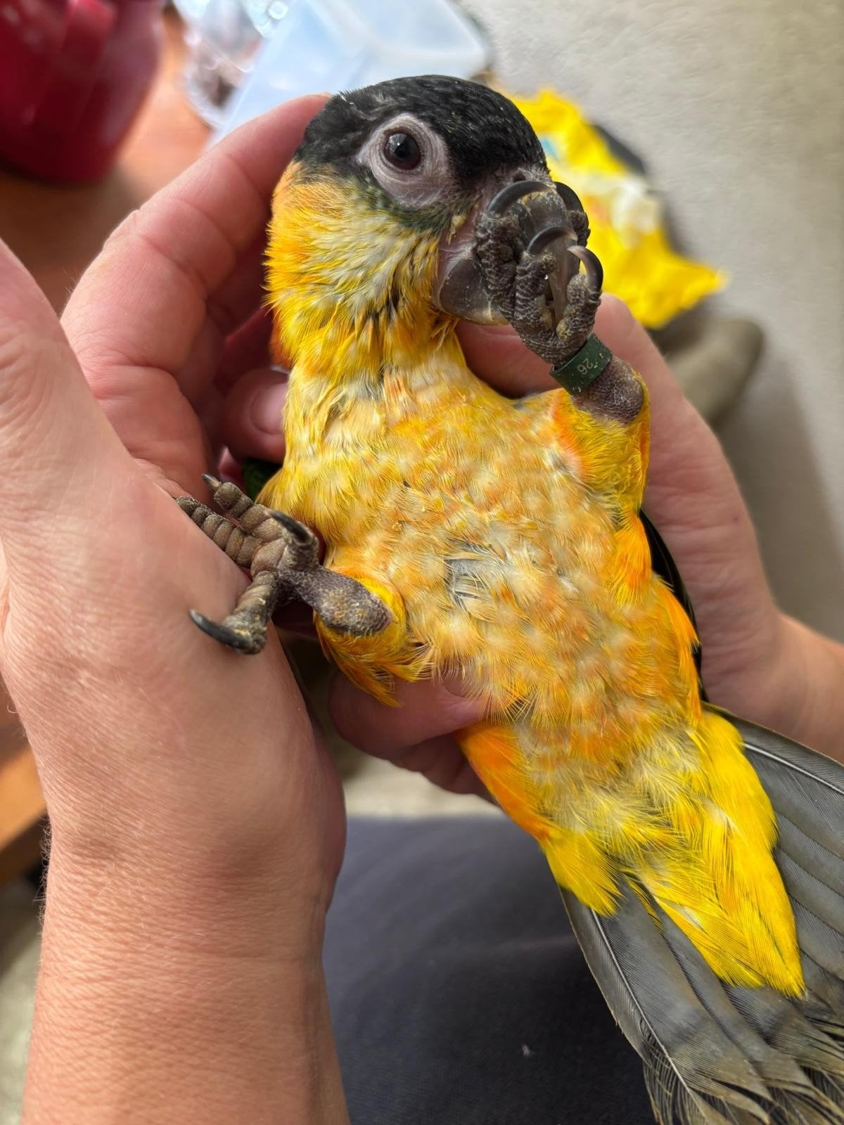 Supertamme zwartkop caique, Vrouwelijk, Papegaai, Geringd