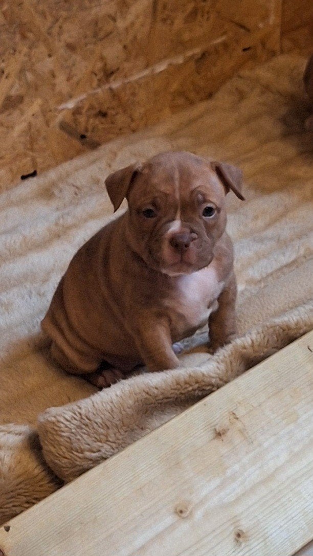 pockett bully puppy's, Dieren en Toebehoren, 8 tot 15 weken, Bulldog, Meerdere, Meerdere dieren
