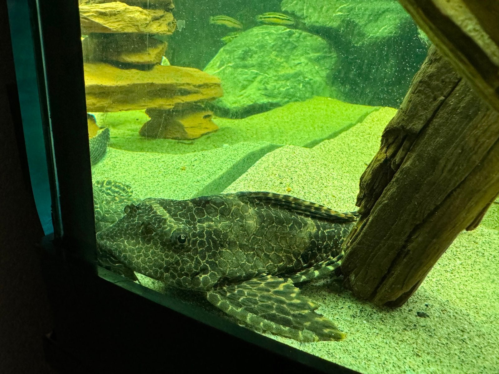 Zeilvin pleco/ algeneter, Vis