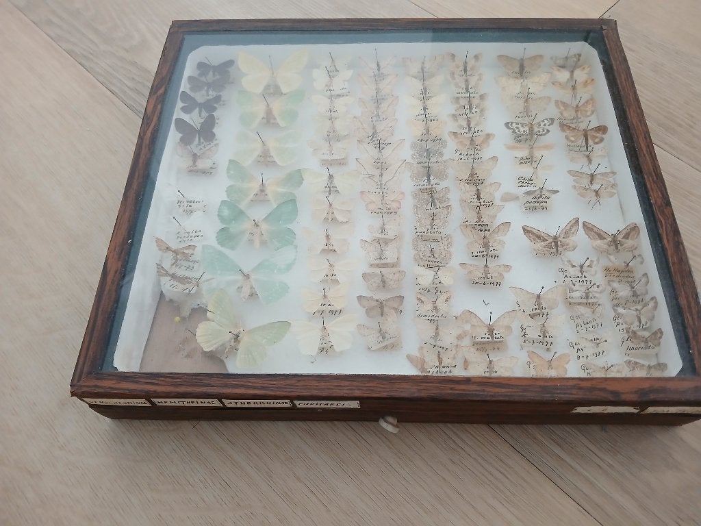 Antieke vlinderverzameling in houten vitrine, Ophalen, Gebruikt, Insect, Opgezet dier