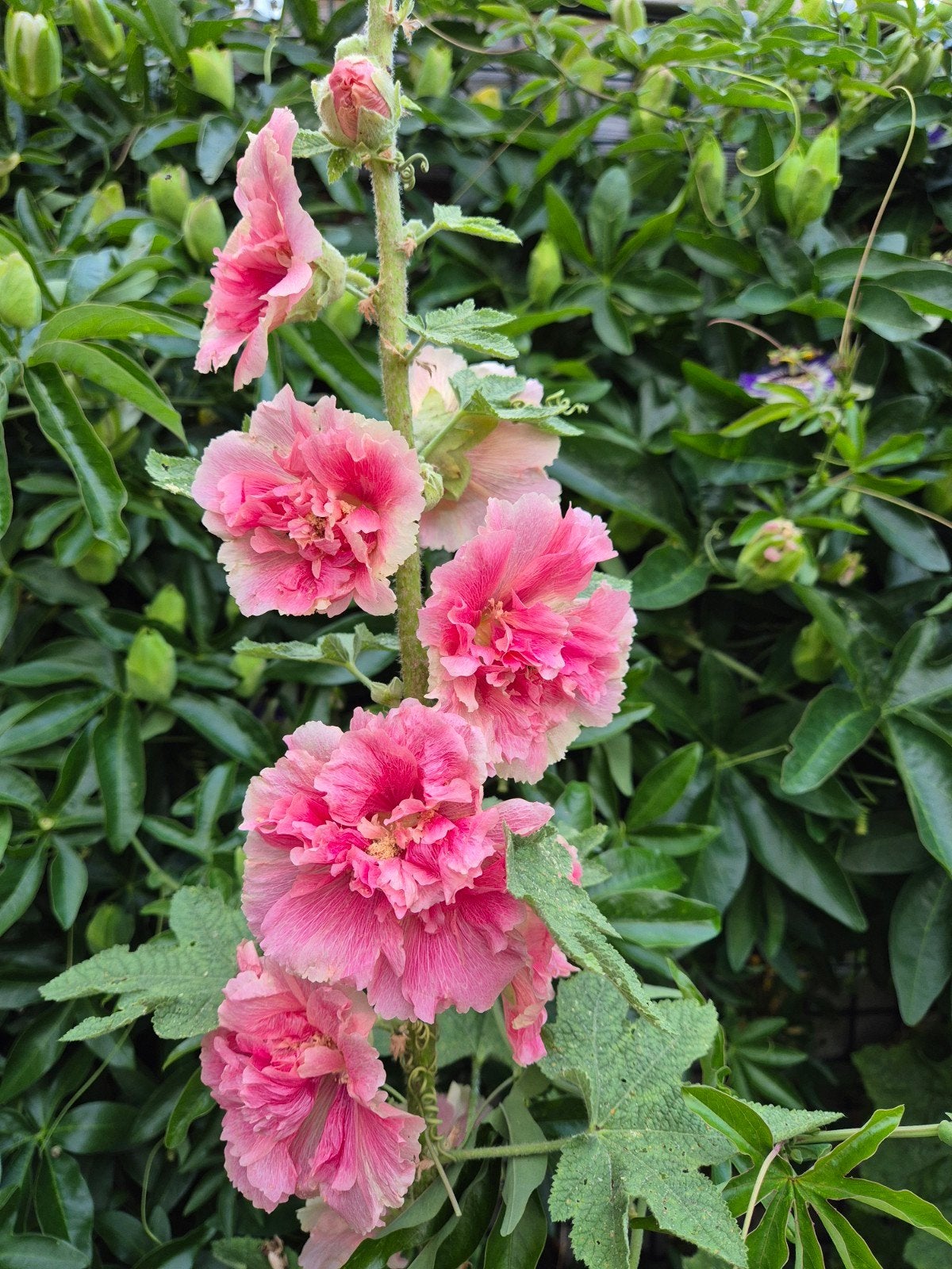 Mooie Oud Roze Stokroos Zaden - Dubbele Bloemen, Tuin en Terras, Ophalen of Verzenden, Voorjaar, Volle zon, Zaad