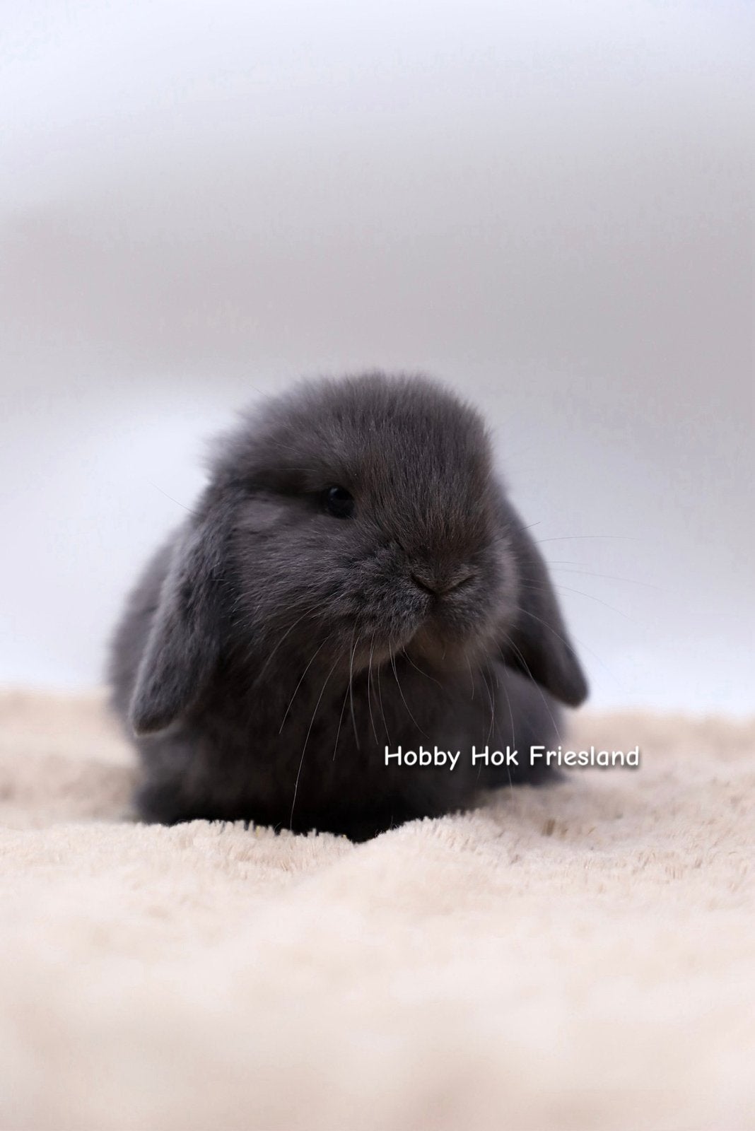 🐰 Jonge NHD konijntjes te reserveren 🐰, Meerdere dieren, Dwerg, Hangoor, 0 tot 2 jaar