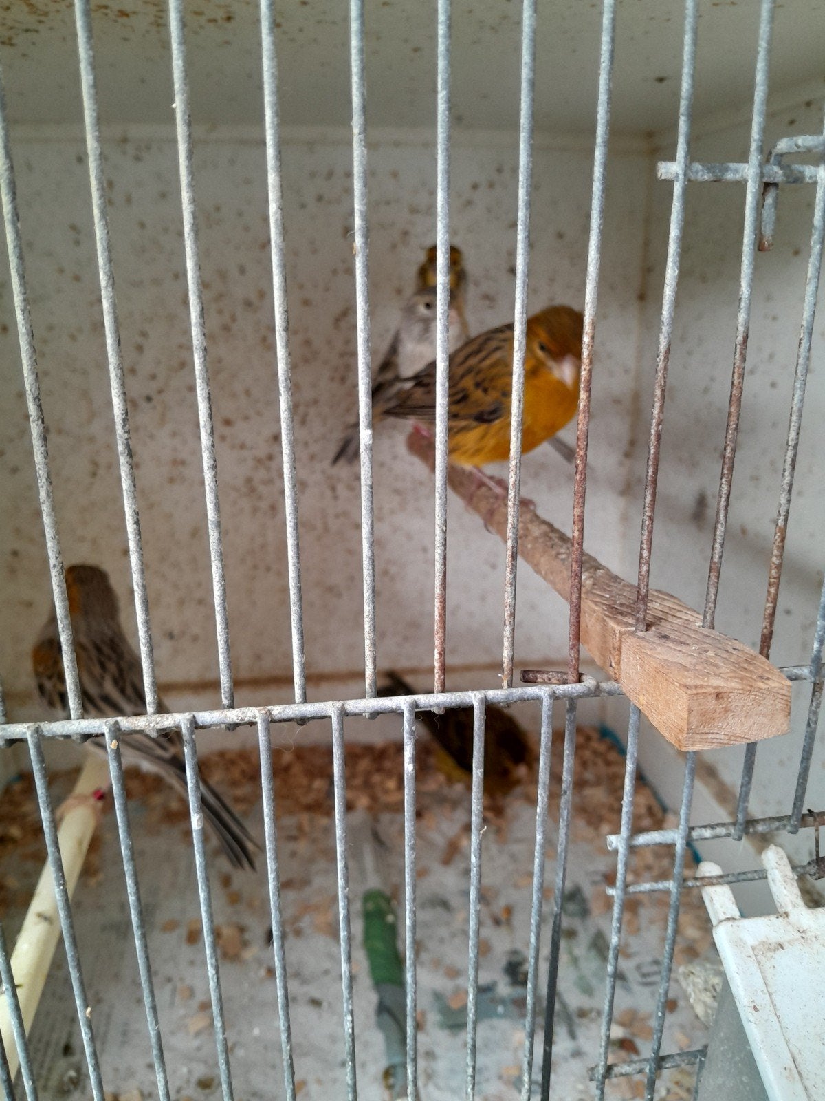 Te koop 5 timbrado,s €75, Dieren en Toebehoren, Meerdere dieren, Zangkanarie
