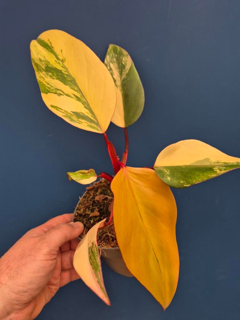Philodendron Strawberry Shake p14 (3), Huis en Inrichting, Kamerplanten, Minder dan 100 cm, Halfschaduw, Ophalen of Verzenden