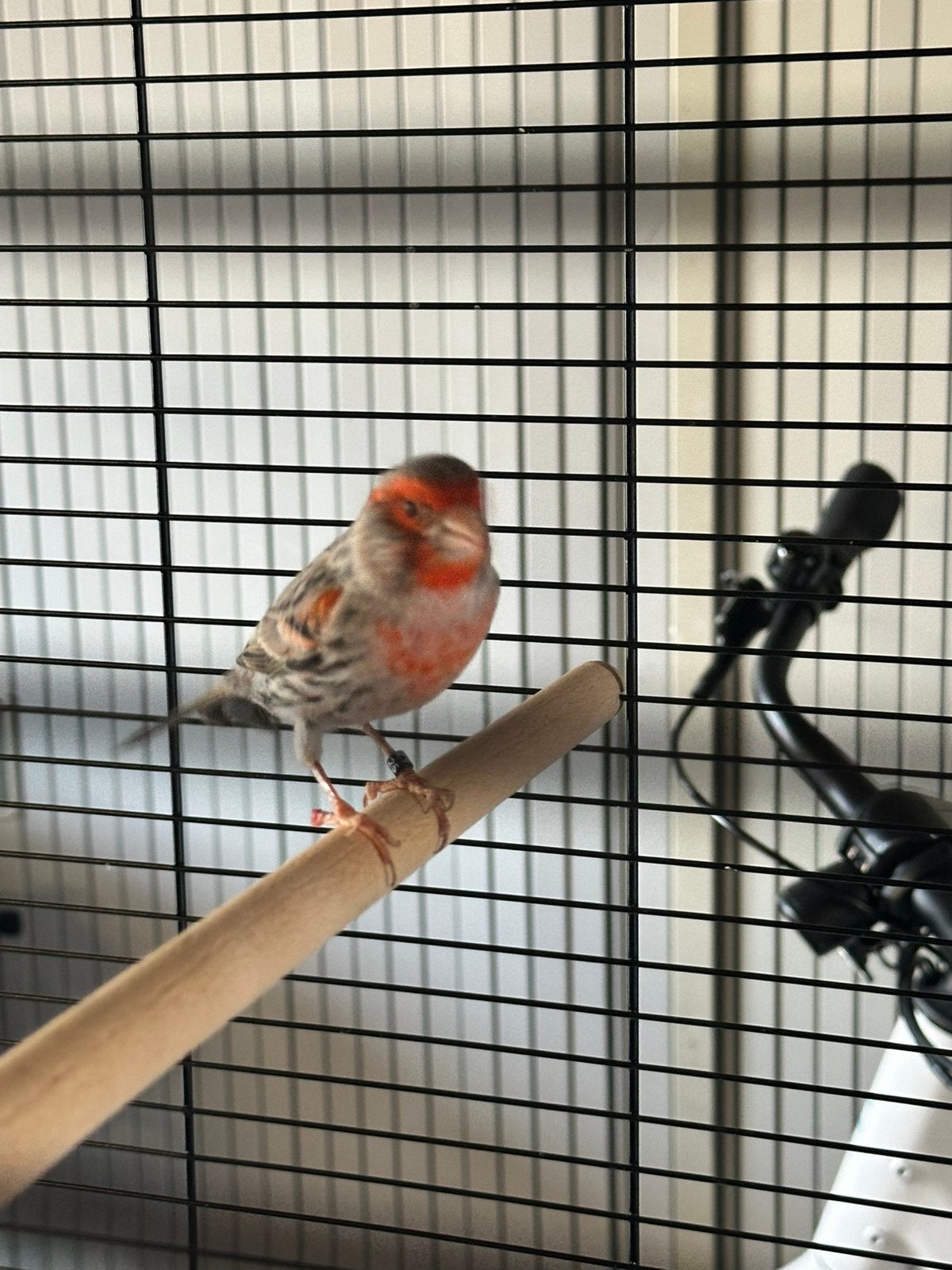 Man agaat rood mozaïek kanarie, Dieren en Toebehoren, Vogels | Kanaries, Mannelijk, Kleurkanarie