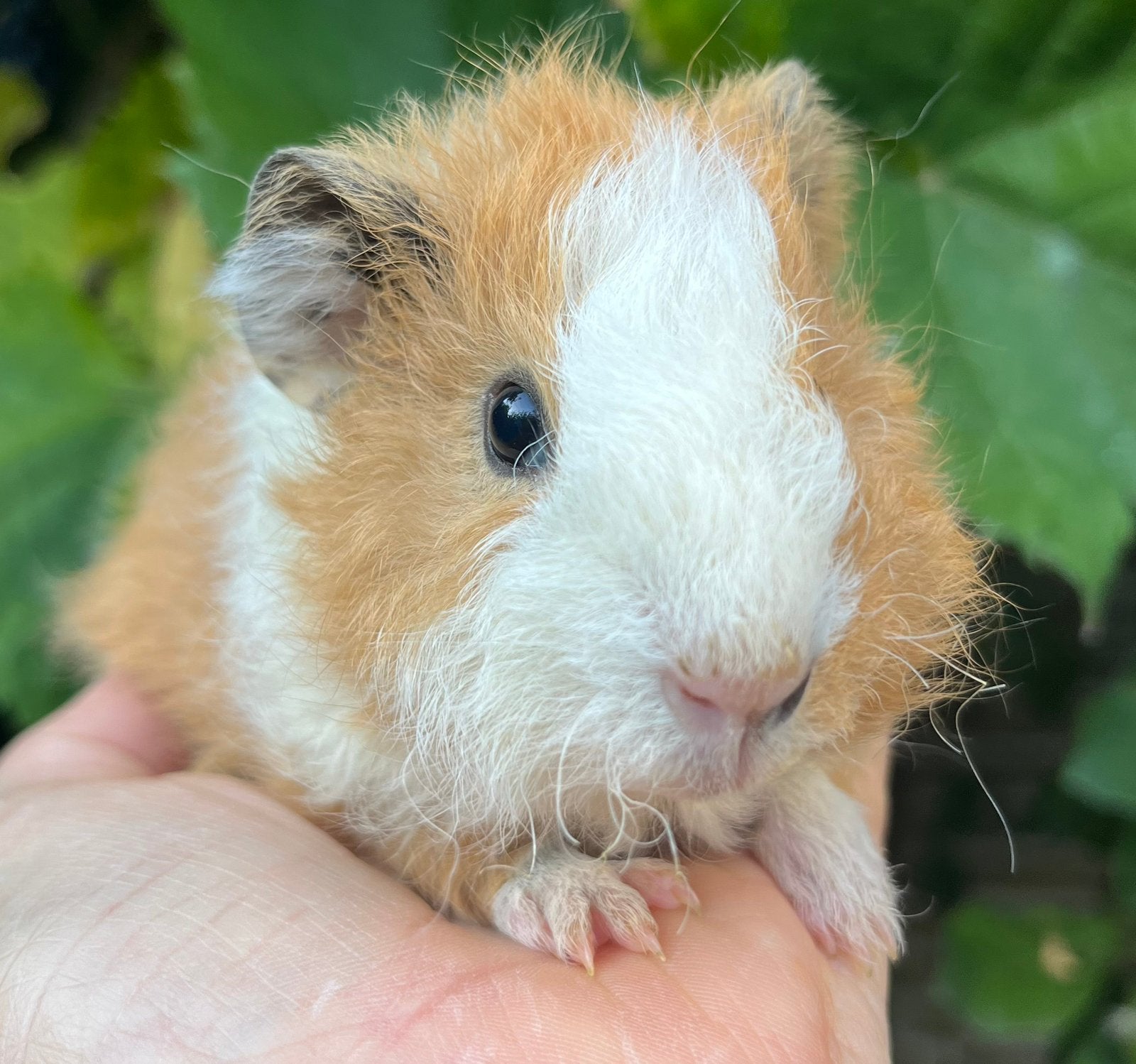 Licht roodbont US teddy beertje, Dieren en Toebehoren, Cavia, Augustus, Mannelijk, Tam