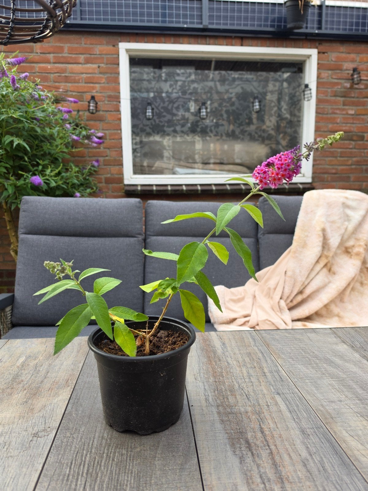 goed gewortelde Buddleja weyeriana flower Power Vlinders, Tuin en Terras, Ophalen, Overige soorten, Volle zon