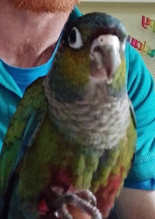 Met spoed nieuw huisje gezocht!!, Dieren en Toebehoren, Mannelijk, Parkiet, Tam