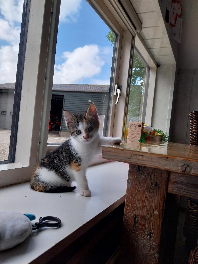 Kitten 8 wk oud, Poes, Ontwormd, 0 tot 2 jaar