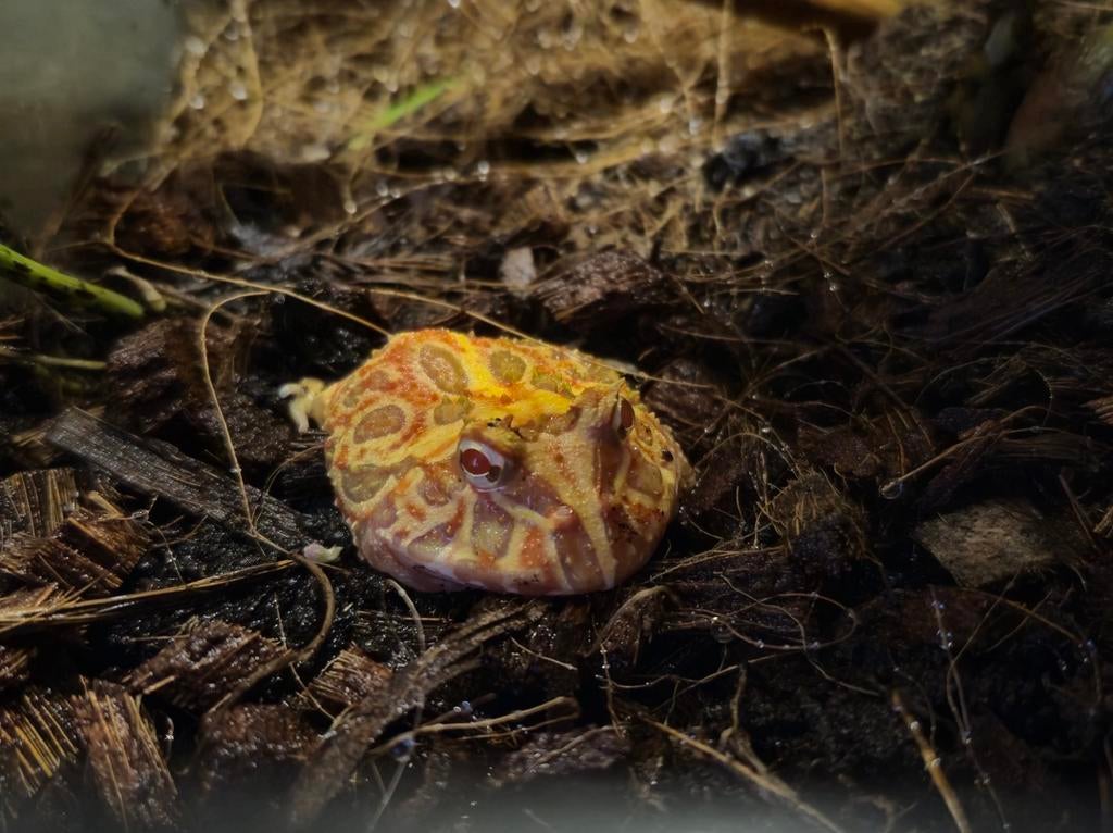 Pacman kikker "Strawberry" te koop, Dieren en Toebehoren, Slang, 0 tot 2 jaar