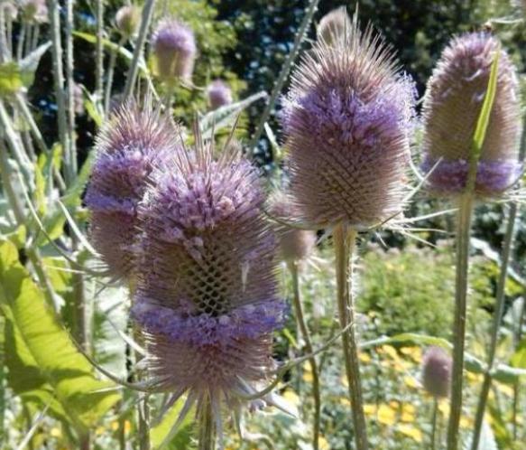Kaardebol - Hoge plant, geliefd bij vogels en vlinders, Tuin en Terras, Volle zon, Tweejarig, Zomer, Ophalen