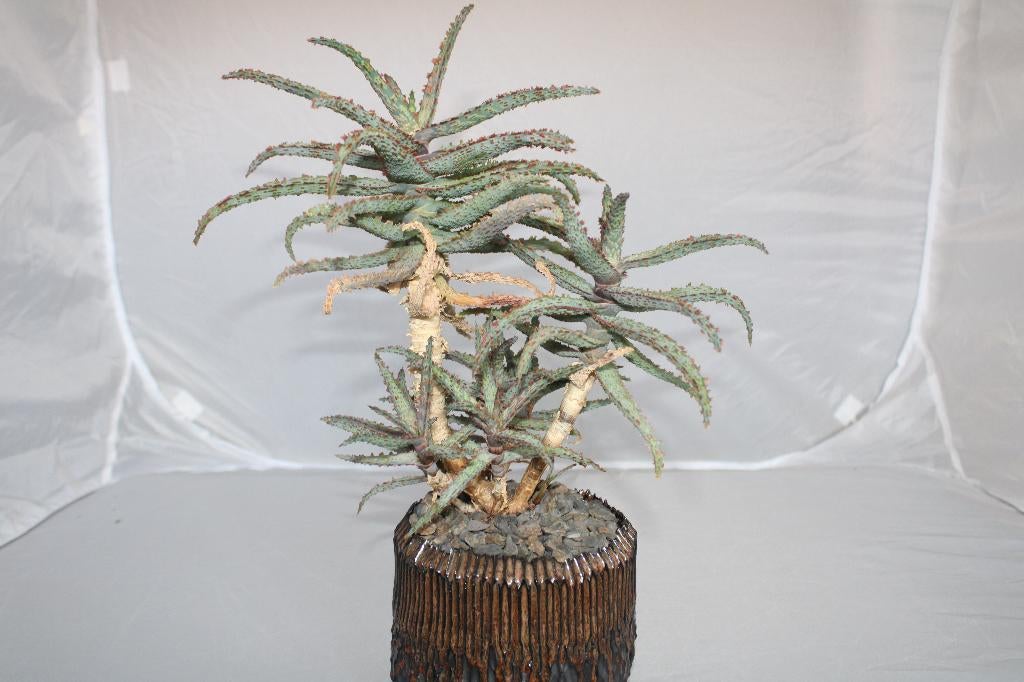 Aloe unknown, Vetplant, Ophalen of Verzenden, Minder dan 100 cm, Volle zon