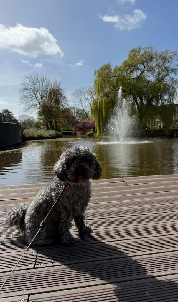 Dwergpoedel dekreu aangeboden, Dieren en Toebehoren, Reu, 1 tot 2 jaar, Eén hond, Nederland