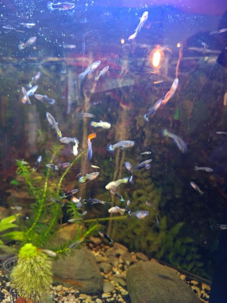 Vissen, Vis, Zoetwatervis