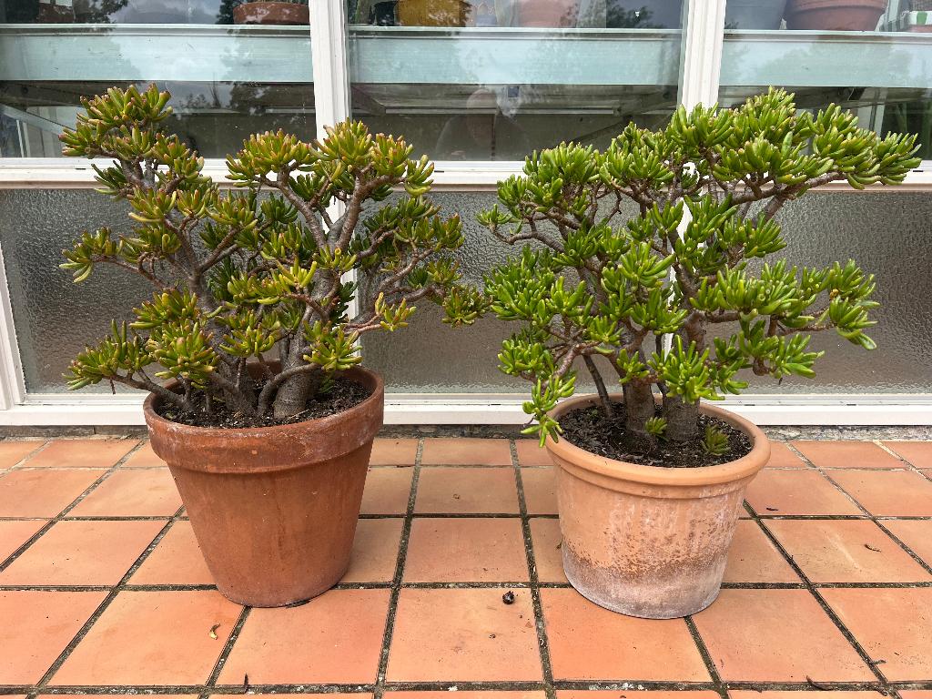 Crassula hobbit, Volle zon, Vaste plant, Bloeit niet, Ophalen