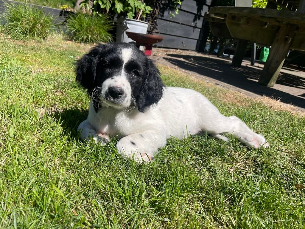 Mooie wit/zwarte pup- teefje, Parvo, 8 tot 15 weken, Teef, Eén hond