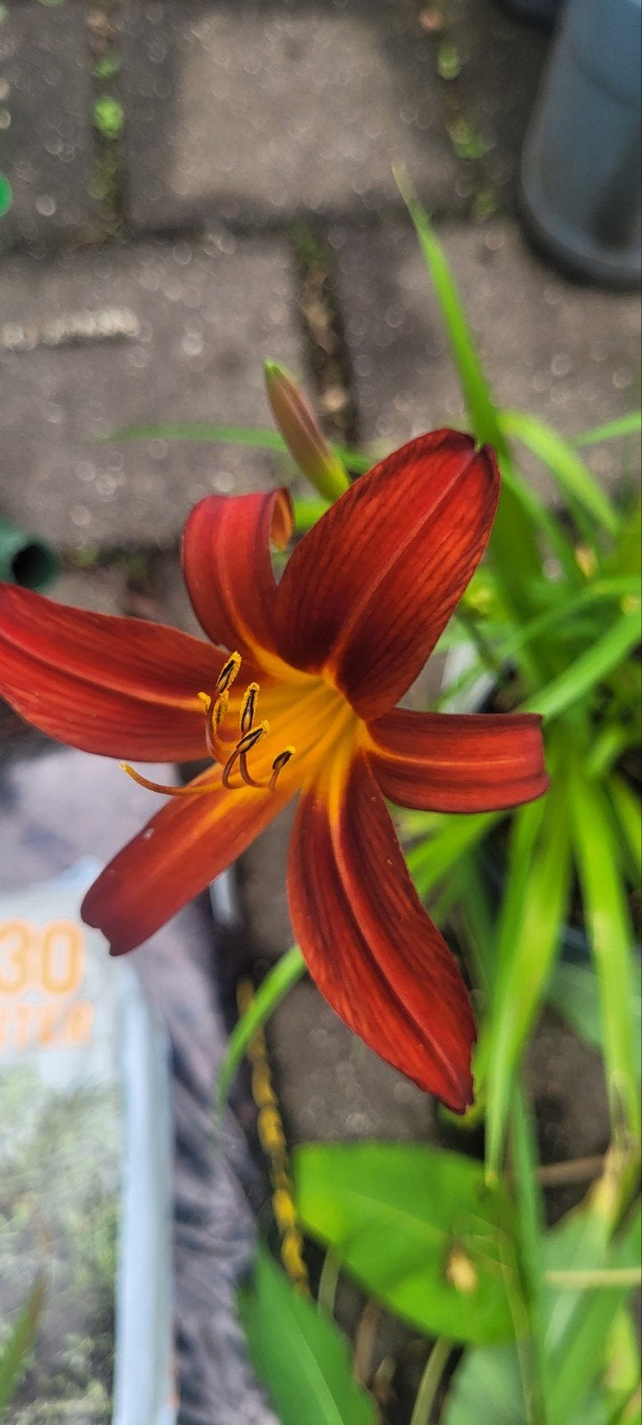 Hermocalis, Vaste plant, Halfschaduw, Zomer, Ophalen