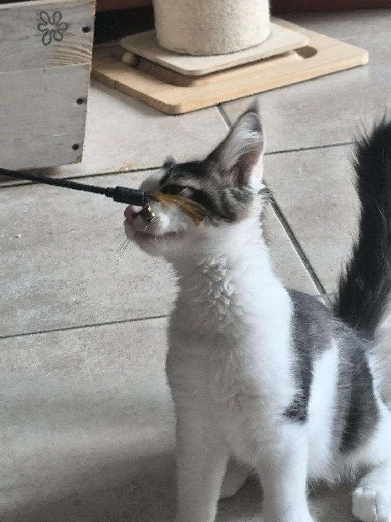 Foto 7 van 2 maine coons zusjes beschikbaar