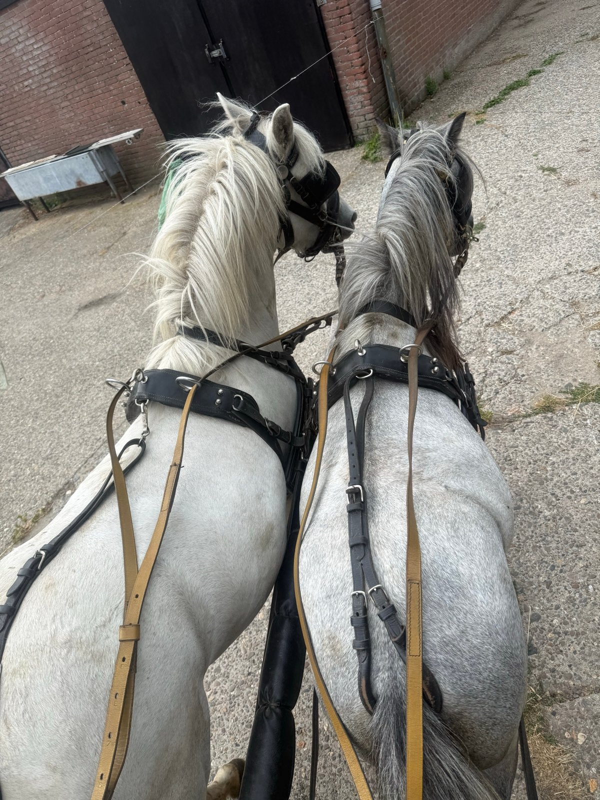 Jonge welsh  pony’s, Dieren en Toebehoren, Pony's, Merrie, Tuigpony, 3 tot 6 jaar