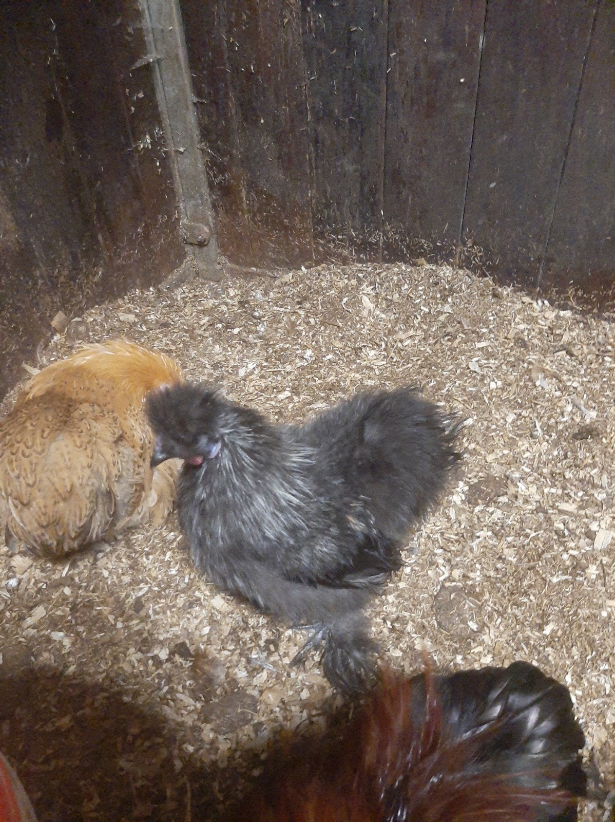 Zijdehoen haan gratis, Dieren en Toebehoren, Pluimvee, Mannelijk, Kip