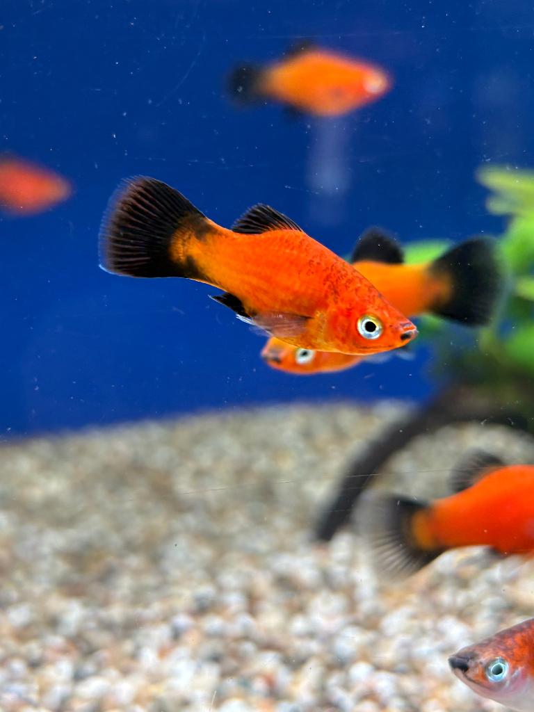 Red Wagtail Platy (Xiphophorus maculatus), Vis, Zoetwatervis