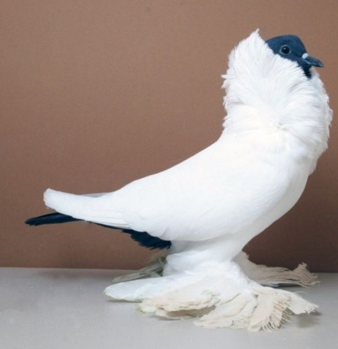 VERMIST: Schmalkalder Moorkop Doffer (Mannelijke Sierduif, Dieren en Toebehoren, Mannelijk