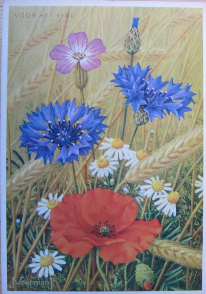 Voor het kind - boeket met korenbloemen - 1965 - nieuw, Verzenden, 1960 tot 1980, Ongelopen, Overige thema's